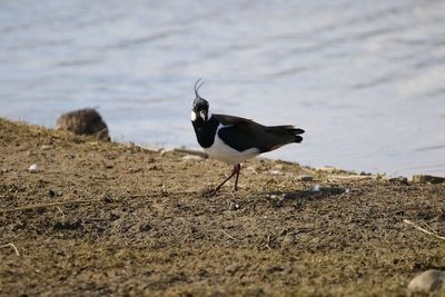 Side view of a lapwing  looking 