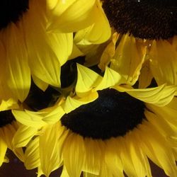 Close-up of yellow flower