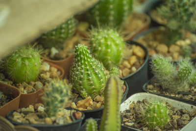 Close-up of succulent plant