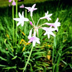 Close-up of purple flowering plant in field