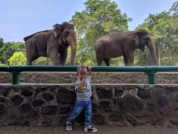 Full length of elephant standing on stone wall