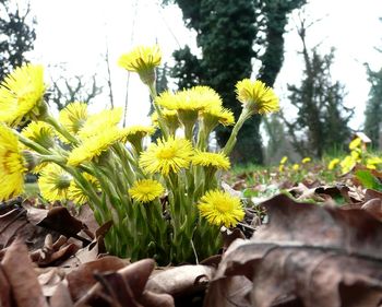 Close-up of yellow flowers