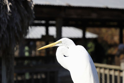 Close-up of a bird