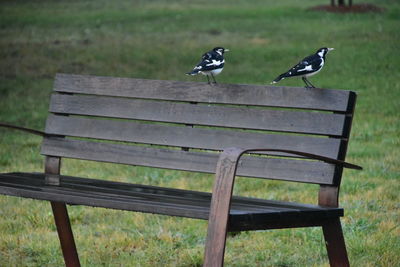 Bird perching on bench in park