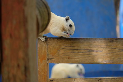 Close-up of white cat on wood