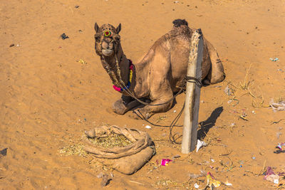 High angle view of horse on sand