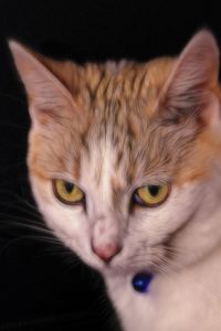 Close-up portrait of cat