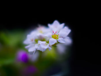 Close-up of purple flowering plant against black background