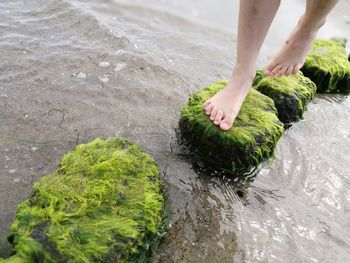 Low section of woman walking on rocks covered with moss