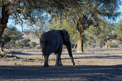 View of elephant walking on road