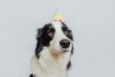 Close-up of dog against white background