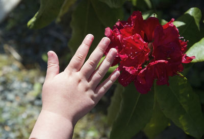 Children's hands are touching flowers, the red rhododendron, light and shadow, contrast