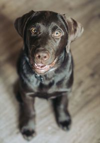 High angle portrait of dog