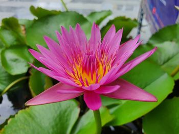 Close-up of pink lotus water lily in pond