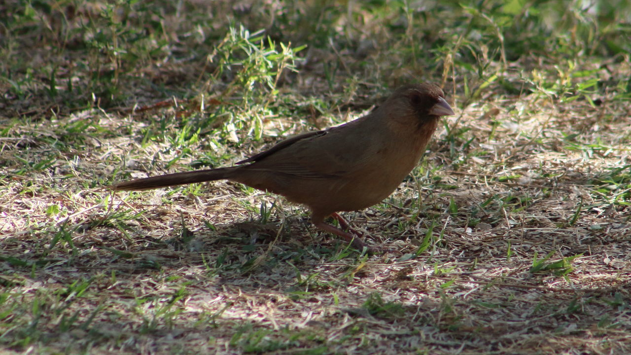 Abert's towhee