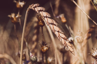 plant