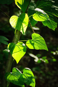 Close-up of fresh green leaves