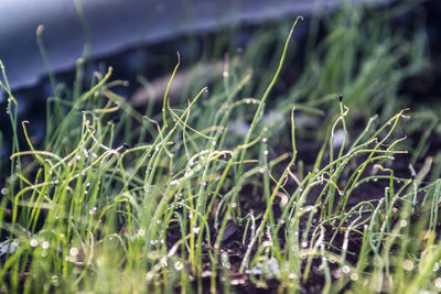 Close-up of plants growing on field