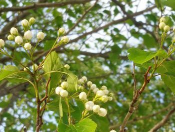 Close-up of white flowers blooming in park