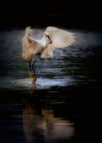 Close-up of swan in lake