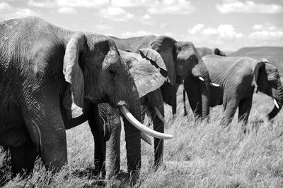 View of elephant standing on field