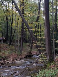 Scenic view of waterfall in forest