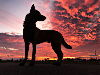 Silhouette malinois standing on land against sky during sunset