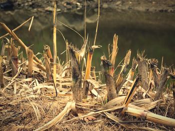 Plants growing on field