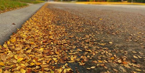 Autumn leaves fallen on road