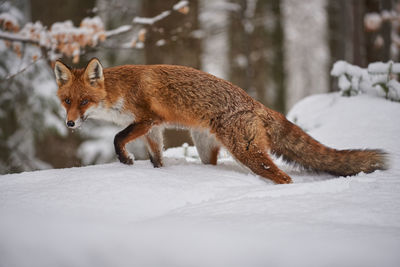 Fox on snow covered field