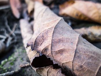 Close-up of dried leaves