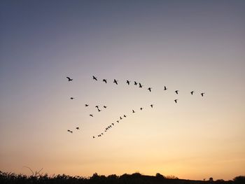 Flock of birds flying in sky