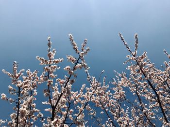 Low angle view of cherry blossoms against sky