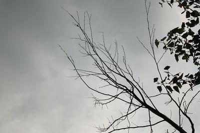 Low angle view of silhouette tree against sky