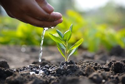 Close-up of hand holding plant growing in field