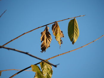 Low angle view of dried leaves against clear blue sky