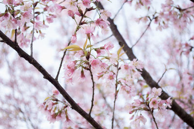 Close-up of cherry blossom flowers on tree
