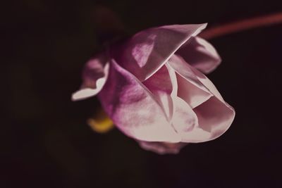 Close-up of pink rose against black background