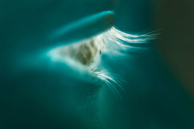 View of jellyfish swimming in sea