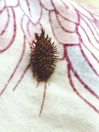 High angle view of insect on bed