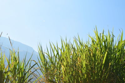 Plants growing on field against clear sky