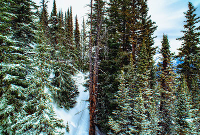 Trees in forest during winter