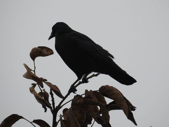 Low angle view of bird perching against clear sky