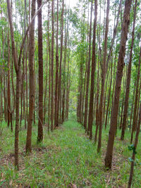 Trees in forest