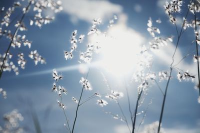 Low angle view of plants against sky