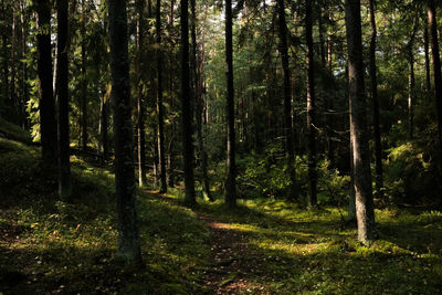 Trees in forest