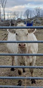 Portrait of horse standing by fence on field