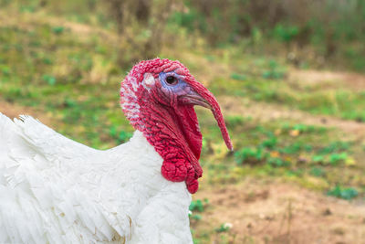 Close-up of a bird on a field