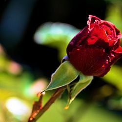 Close-up of red flower