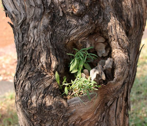 Close-up of tree trunk